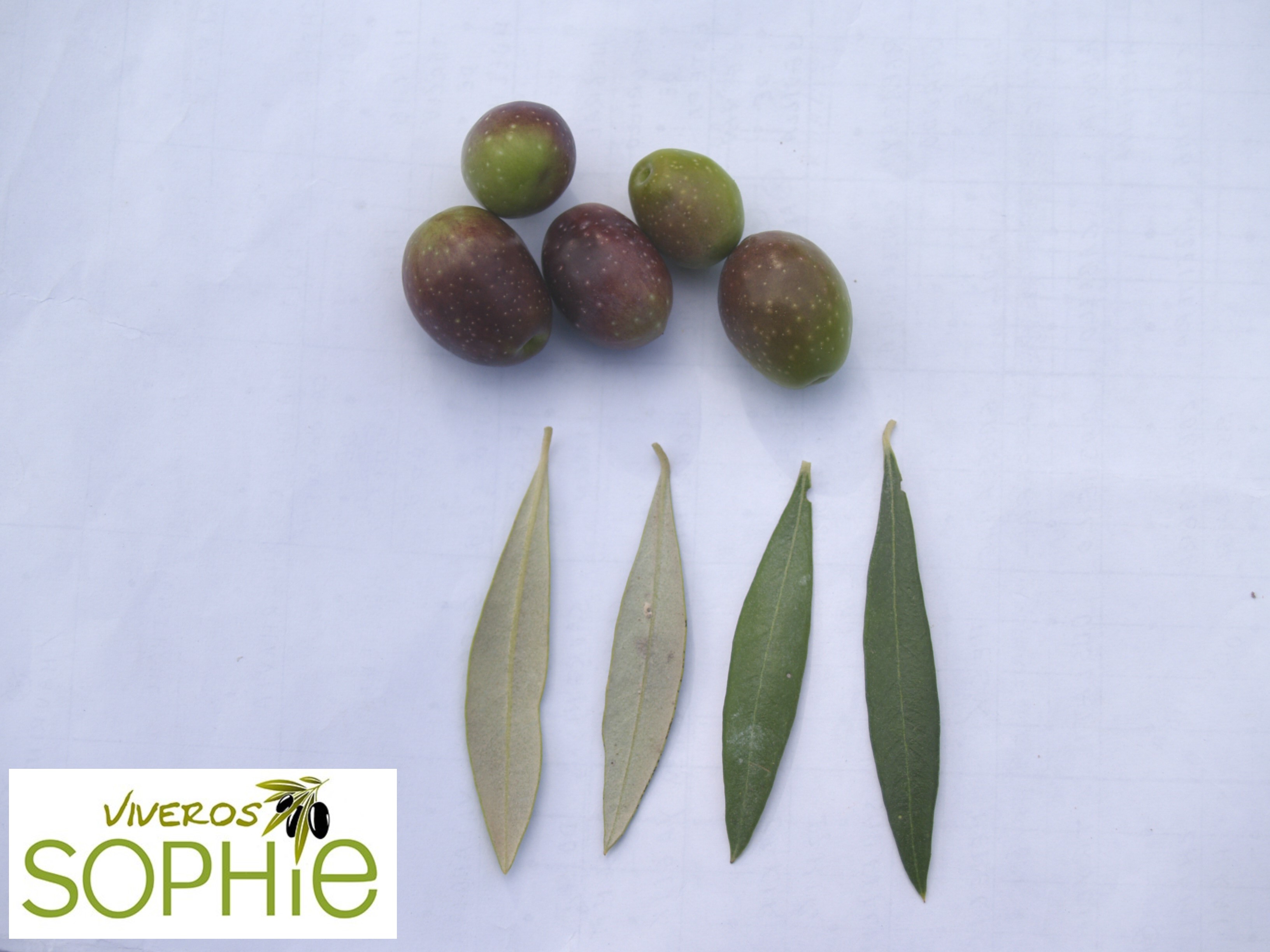 Variedad de olivo VERDIAL  DE  HUÉVAR